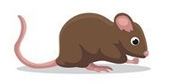 the-rat