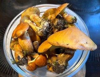 IMG_9568